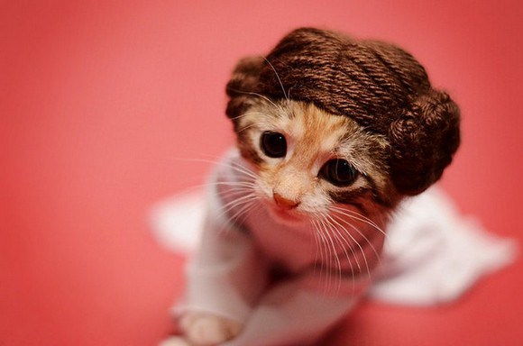 cosplay cats (1)