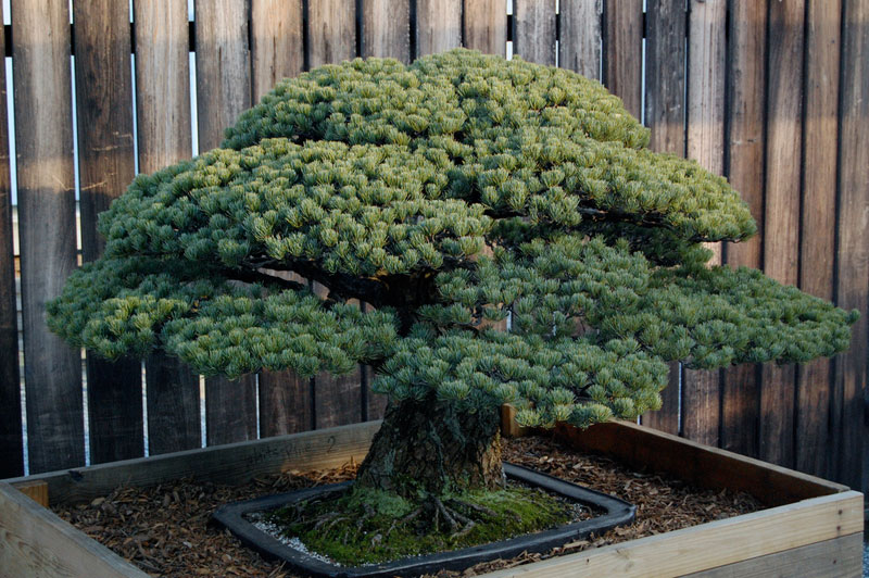 japanese-white-pine-bonsai-masaru-yamaki-us-bicentennial-3
