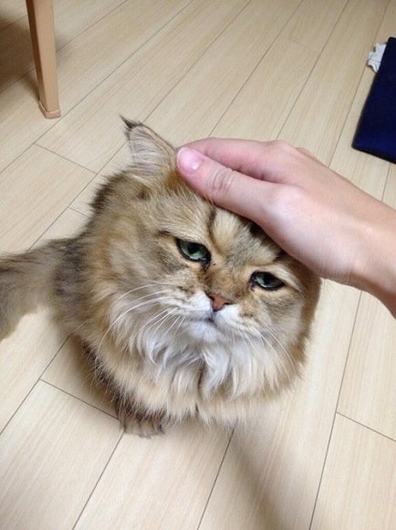 miran japan cat (4)
