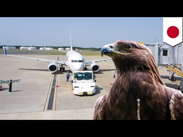 hawks airport