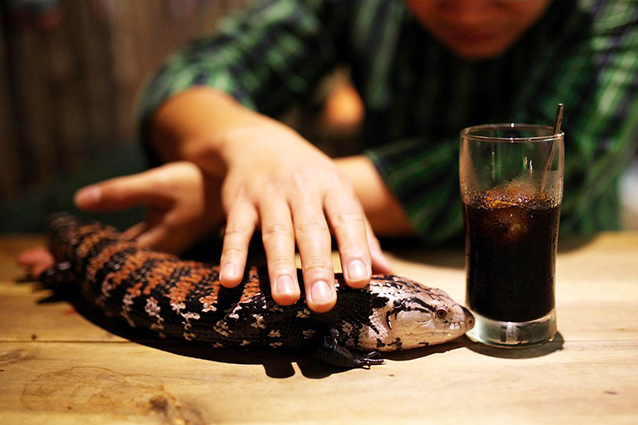 Wah, Ada Kafe Burung, Kelinci dan Reptil di Jepang!