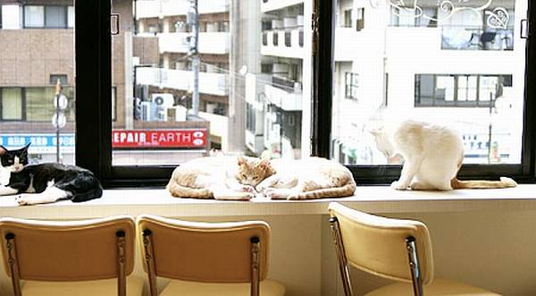 Santap Kuliner Sambil Bermain Kucing di Jepang