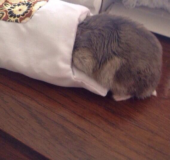 hamster futon (1)