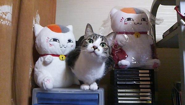 natsume cats (11)