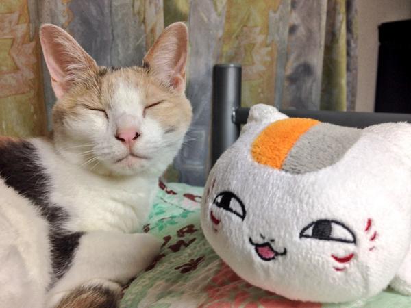 natsume cats (19)