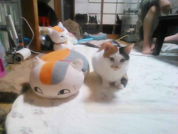 natsume cats (23)