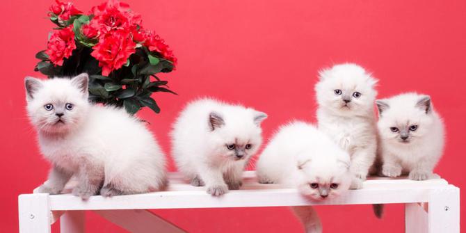 Inilah 10 ras kucing terpopuler di Jepang