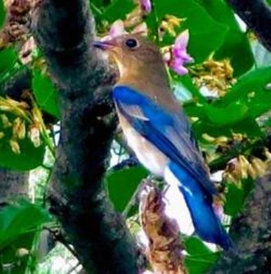 Burung Blue Bird Indonesia Muncul di Jepang
