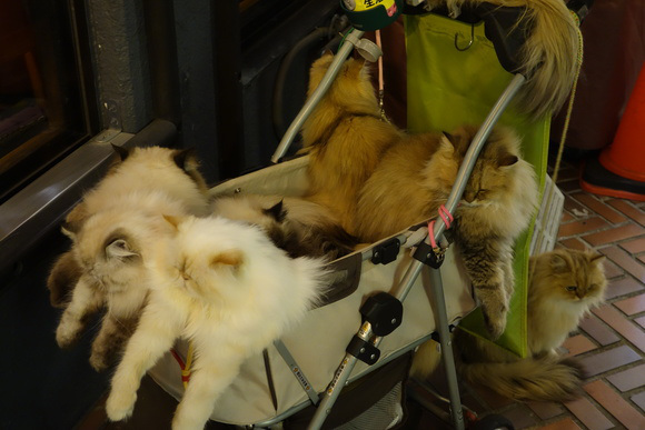 Cat Man, Pria Jepang Yang Selalu Membawa 9 Kucing Dalam Kereta Bayi