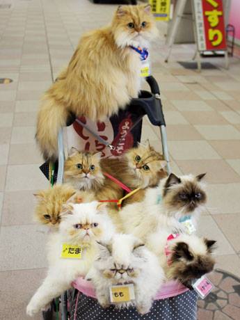 Cat Man, Pria Jepang Yang Selalu Membawa 9 Kucing Dalam Kereta Bayi