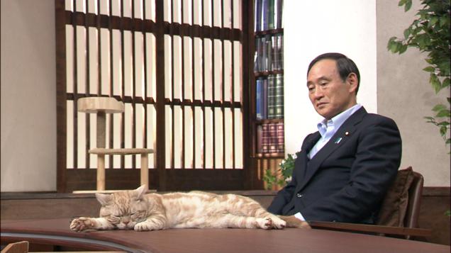 cat news japan (1)