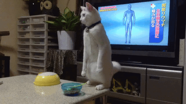 momotaro standing cat