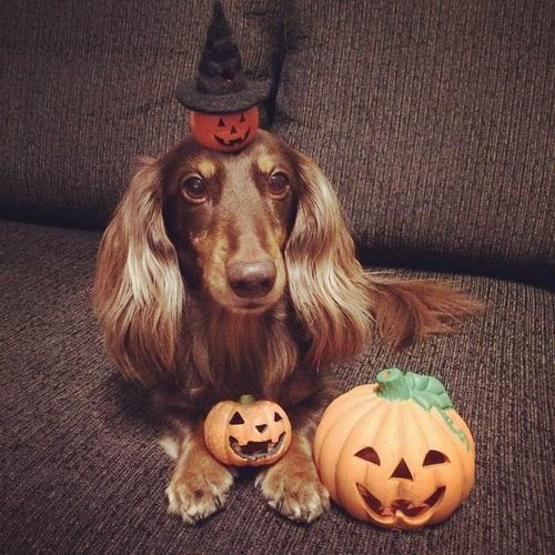 Lucunya! Inilah foto-foto hewan berkostum Halloween yang menggemaskan