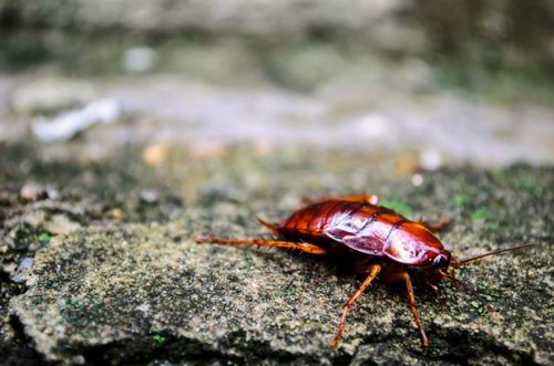Close up of red cockroach enjoying sun