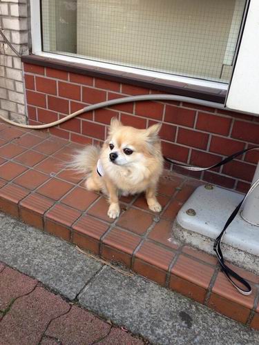 Mengharukan, foto-foto anjing yang menunggu pemiliknya ini akan membuat kita terbawa perasaan