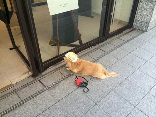 Mengharukan, foto-foto anjing yang menunggu pemiliknya ini akan membuat kita terbawa perasaan