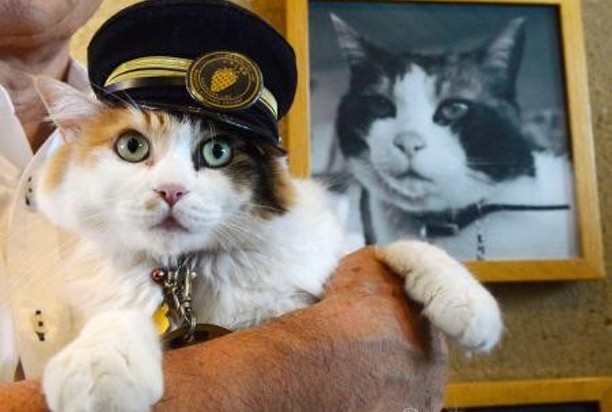 Nitama, kucing yang terpilih sebagai kepala stasiun yang baru di Jepang