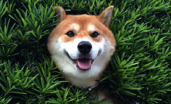 Pengguna Twitter Jepang kagum terhadap Shiba Inu ini yang terperangkap dalam semak-semak tapi masih bisa tersenyum (1)