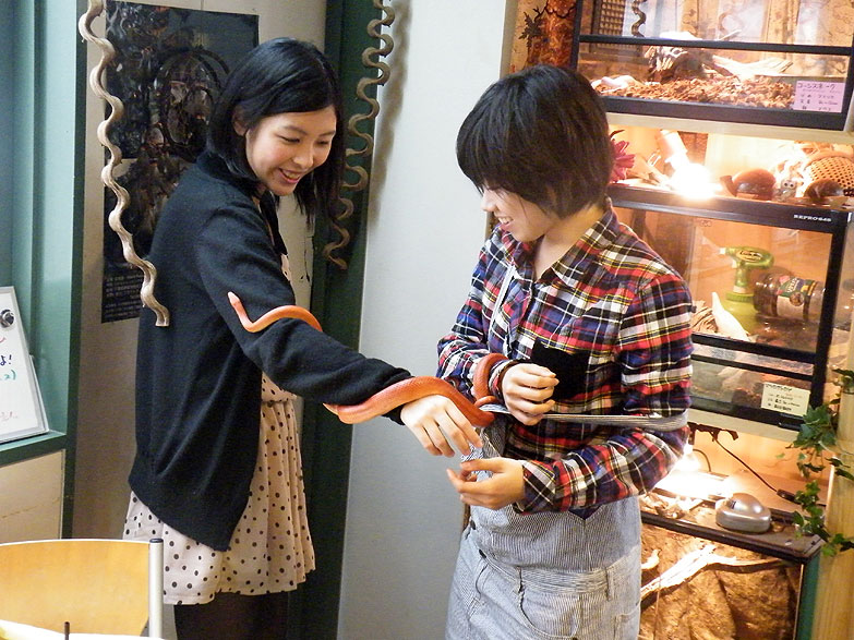 Makan Ditemani Ular-Ular Eksotis? Intip Keunikan Snake Cafe di Tokyo, Yuk!