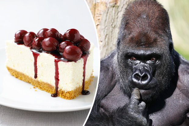 Wah, mahasiswa Jepang ciptakan cheesecake yang terbuat dari kotoran gorila! Berani coba
