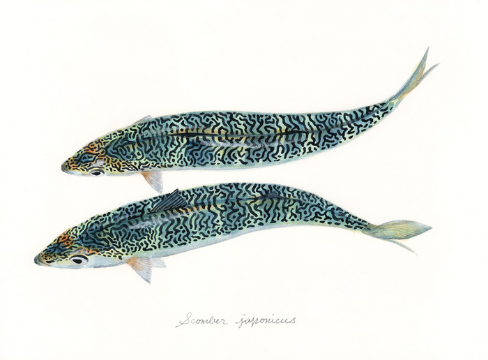 Yusei Nagashima sang Uofu Gaka, Seniman Spesialis Menghidupkan Ikan di Atas Kanvas dan Kertas