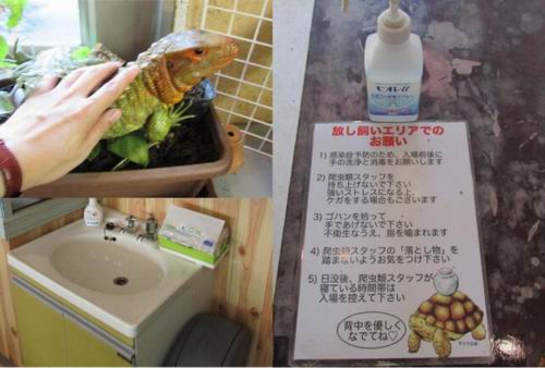 Bosan dengan kafe kucing Coba mampir ke kafe reptil di Jepang ini! (4)