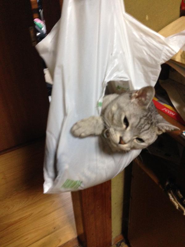 Para User Twitter di Jepang Berbagi Foto Kucing Mereka dalam Kantung Plastik