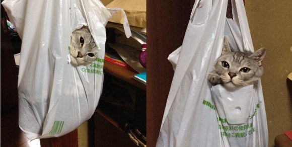 Para User Twitter di Jepang Berbagi Foto Kucing Mereka dalam Kantung Plastik