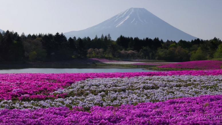 Kunjungi dan saksikan keindahan Yamanashi Fuji Shibazakura Festival!