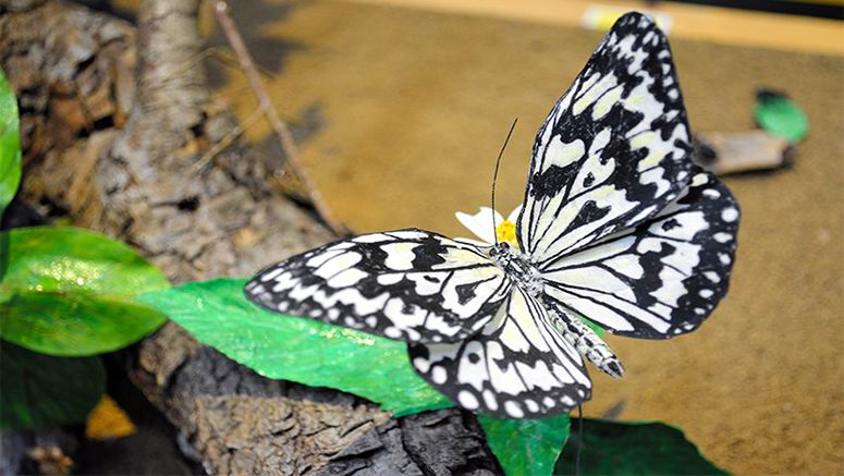 Luar biasa! Ini bukan kupu-kupu sungguhan, tapi terbuat dari kertas!