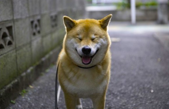 Survei Shiba Inu bernama Maru menjadi anjing terpopuler kedua di Instagram Jepang