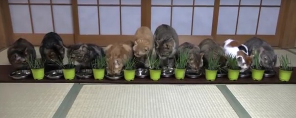 10 Cats Kucing Kimono 2