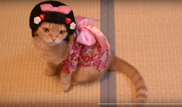10 Cats Kucing Kimono 3
