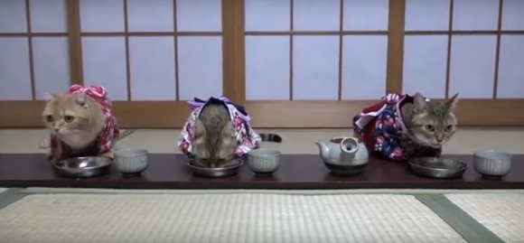10 Cats Kucing Kimono 4