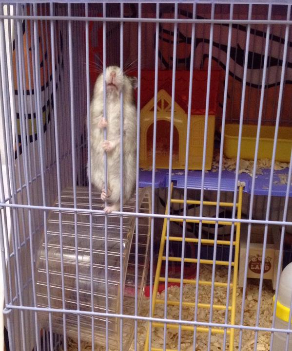 Foto-Foto Hamster 'Jelek Tapi Imut' Menjadi Tren Para Twitter User di Jepang