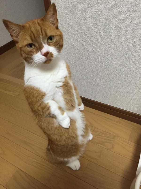 Kucing Dari Jepang Ini Suka Berdiri Dengan Postur yang Aneh