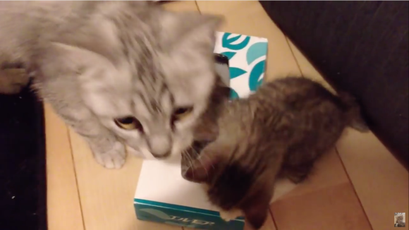 It's Kawaii Time! Kejutan Apakah yang Menanti Kucing Kecil ini di Dalam Boks Tisu?