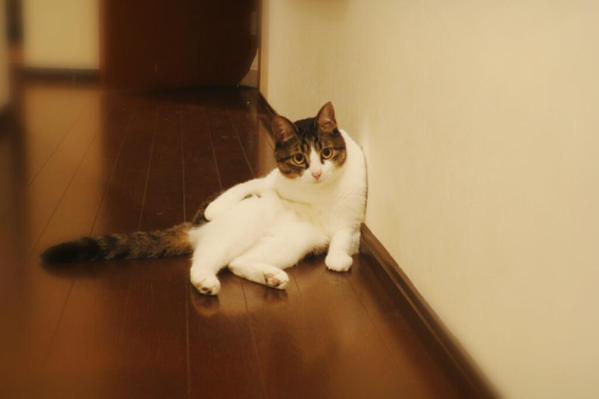 Miruko, Kucing Jepang yang Sangat Senang Melompat