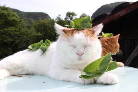 Keep Calm & Tonton Video Duo Kucing Jepang Ini Bersantai Dengan Seekor Siput