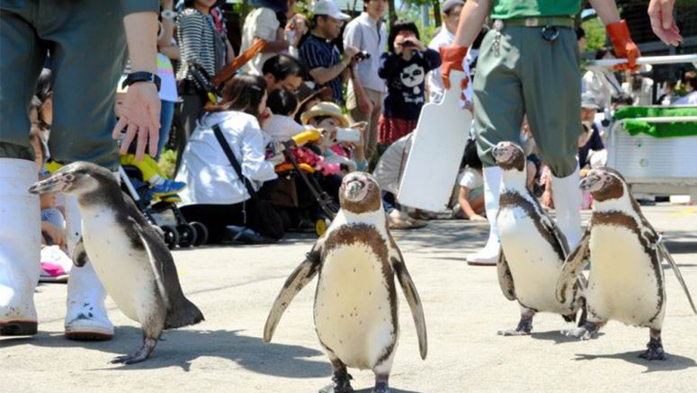Tahun ini Jepang merayakan 'Tahun Penguin'
