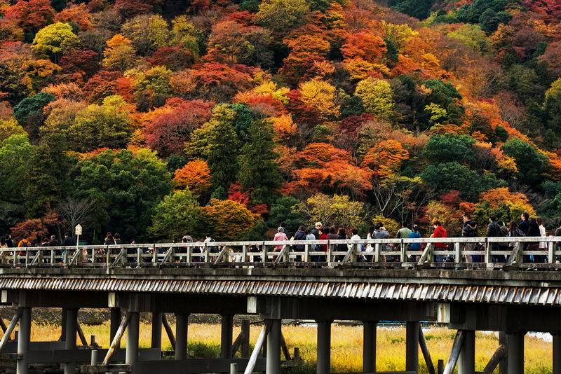Arashiyama Momiji Festival tampilkan kembali suasana dan tradisi kuno di Kyoto (1)