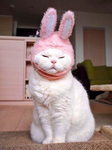 Biar disebut pemalas, tapi kucing Jepang ini punya banyak fans di internet (2)