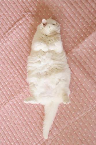 Biar disebut pemalas, tapi kucing Jepang ini punya banyak fans di internet (4)