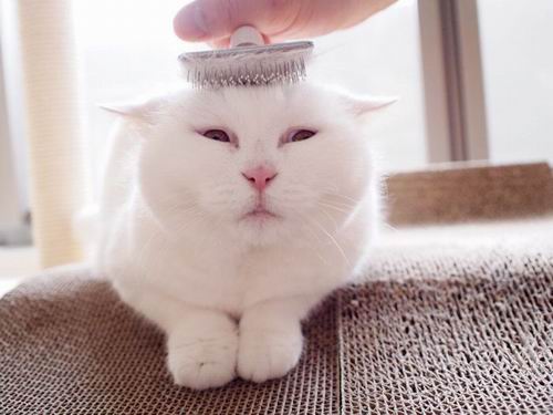 Biar disebut pemalas, tapi kucing Jepang ini punya banyak fans di internet (6)