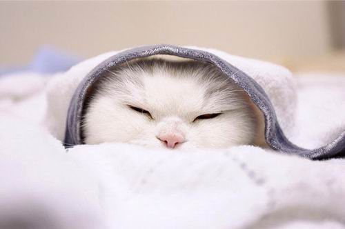 Biar disebut pemalas, tapi kucing Jepang ini punya banyak fans di internet (7)