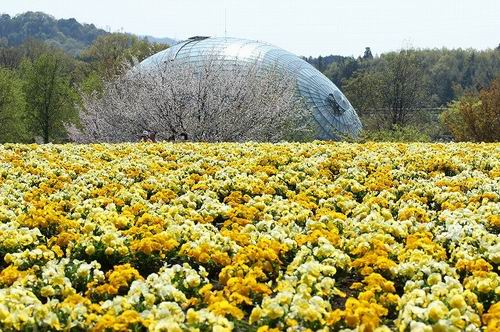 Inilah 16 Taman Bunga Yang Indah di Jepang Yang Wajib Dikunjungi Wisatawan