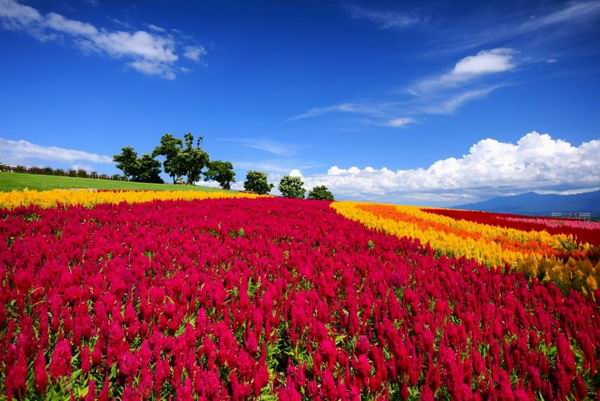 Inilah 16 Taman Bunga Yang Indah di Jepang Yang Wajib Dikunjungi Wisatawan