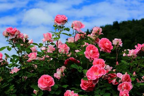 Inilah 16 Taman Bunga Yang Indah Di Jepang Yang Wajib