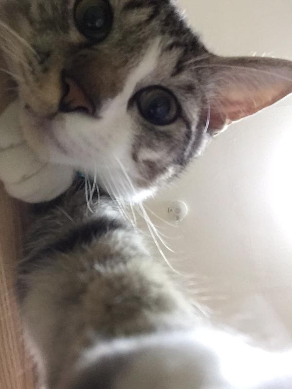 Kucing Jepang Modern Ini Adalah 'Pencinta Teknologi' yang Doyan Selfie