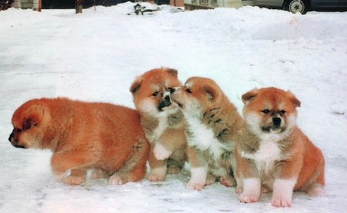 Dari Anjing, Kucing, Panda, Sampai Ferret, Hewan-Hewan Ini Sangat Senang Bermain Salju! - akitainuho